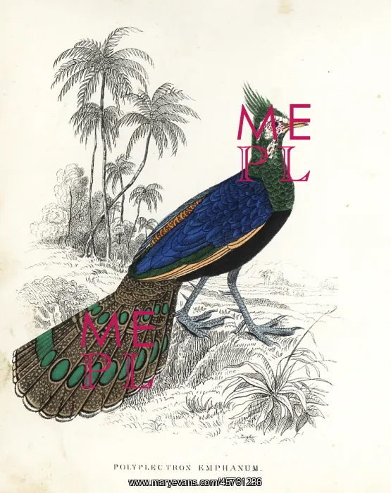 : Palawan peacock-pheasant, Polyplectron napoleonis : Palawan peacock-pheasant, Polyplectron napoleonis