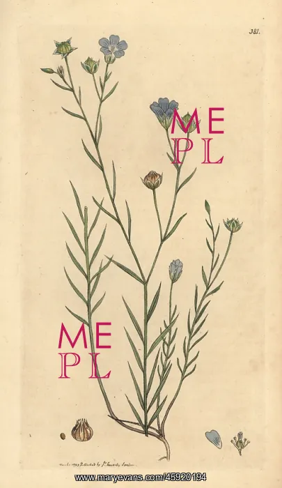 : Pale flax, Linum angustifolium : Pale flax, Linum angustifolium