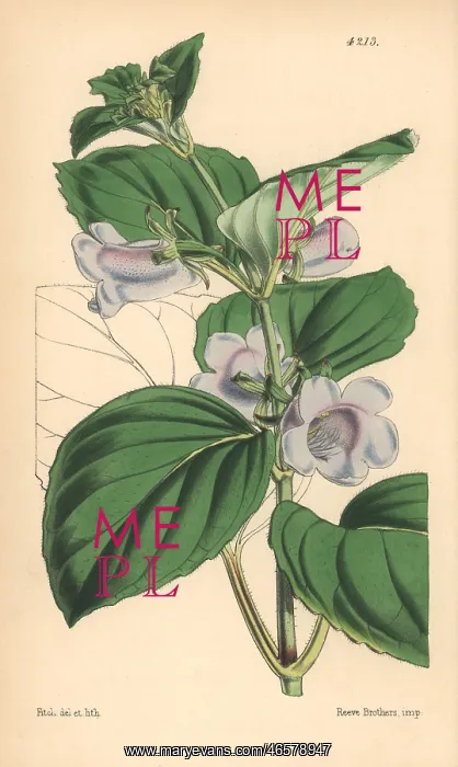 : Pale flowered gloxinia, Gloxinia pallidiflora : Pale flowered gloxinia, Gloxinia pallidiflora