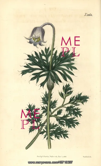 : Pale-flowered meadow pasque-flower, Anemone pratensis : Pale-flowered meadow pasque-flower, Anemone pratensis