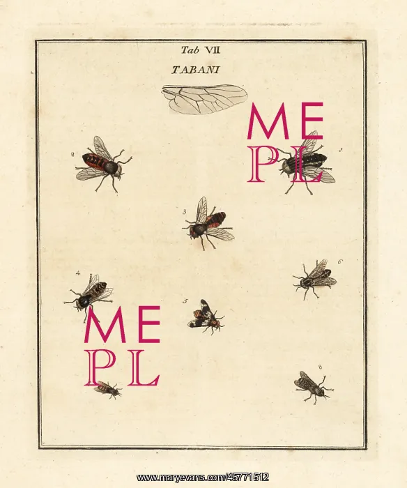 : Pale giant horsefly, deerfly and other flies : Pale giant horsefly, deerfly and other flies