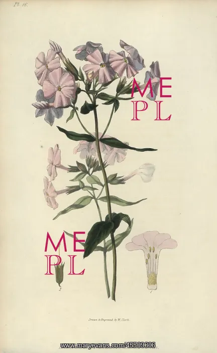 : Pale lychnidea, Phlox carnea : Pale lychnidea, Phlox carnea