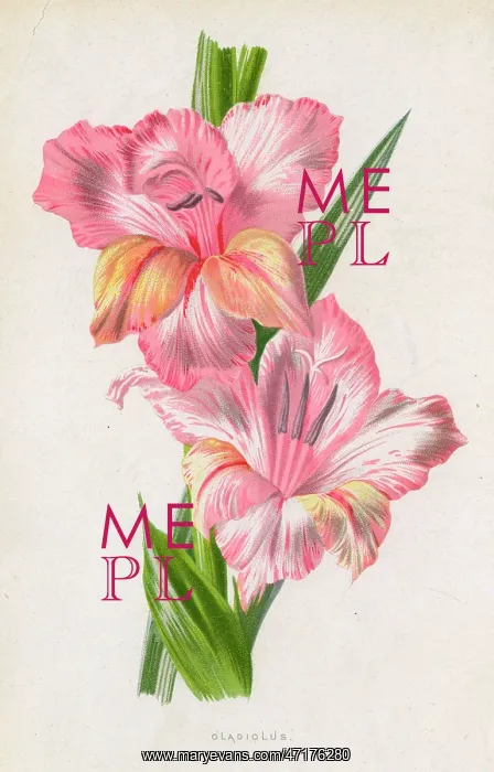  : Pale pink gladiolus
