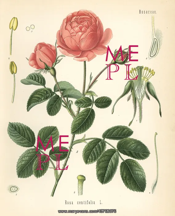 : Pale rose, Rosa centifolia : Pale rose, Rosa centifolia