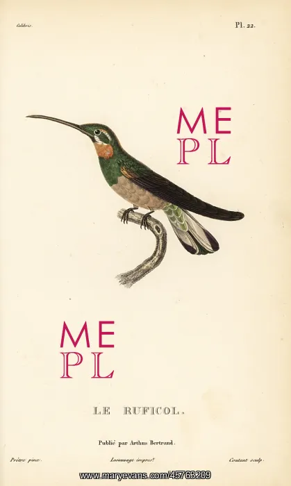 : Pale-tailed barbthroat, Threnetes leucurus : Pale-tailed barbthroat, Threnetes leucurus