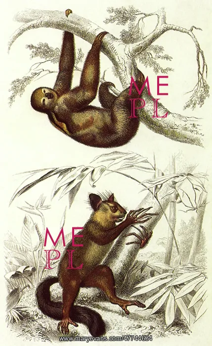  : Pale-Throated Sloth and Aye-Aye
