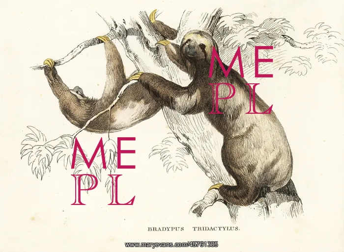: Pale-throated sloth, Bradypus tridactylus : Pale-throated sloth, Bradypus tridactylus