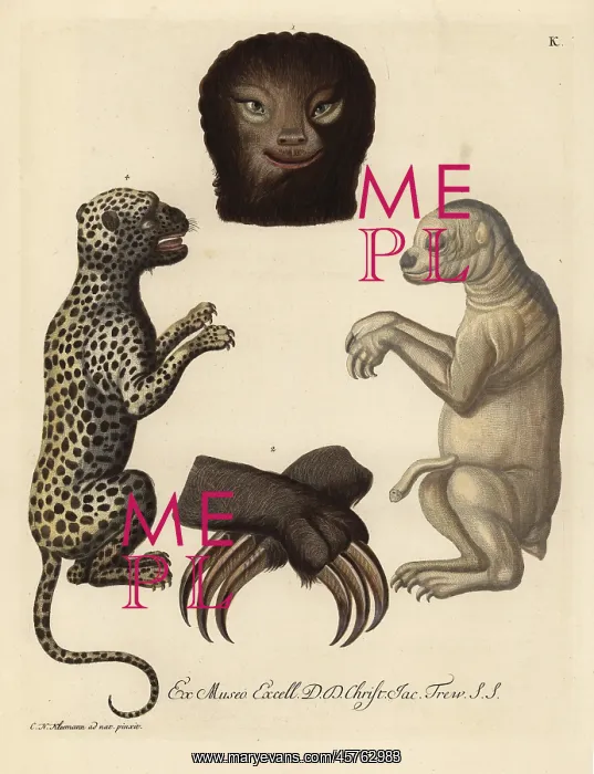 : Pale-throated sloth, Bradypus tridactylus : Pale-throated sloth, Bradypus tridactylus