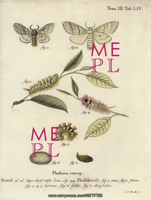 : Pale tussock, Calliteara pudibunda : Pale tussock, Calliteara pudibunda