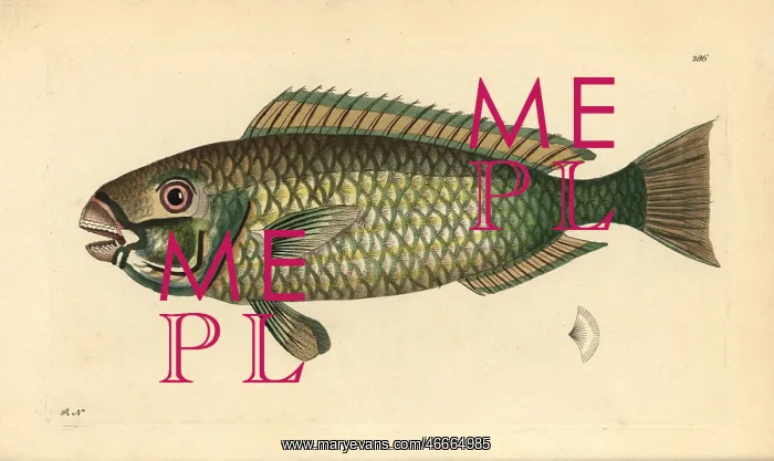 : Palecheek parrotfish, Chlorurus japanensis : Palecheek parrotfish, Chlorurus japanensis