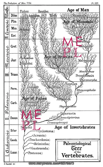 : Paleontological tree of vertebrates. From Ernst : Paleontological tree of vertebrates. From Ernst