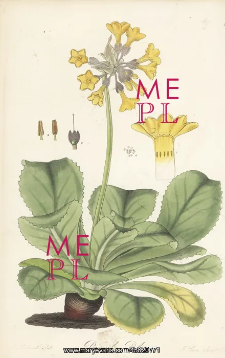 : Palinurian primrose, Primula palinuri. Endangered : Palinurian primrose, Primula palinuri. Endangered