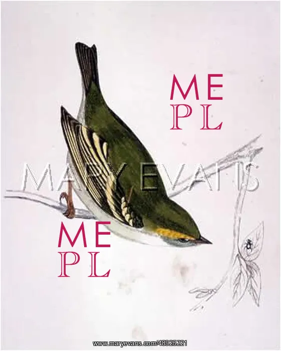 : PALLAS'S WILLOW WARBLER : PALLAS'S WILLOW WARBLER