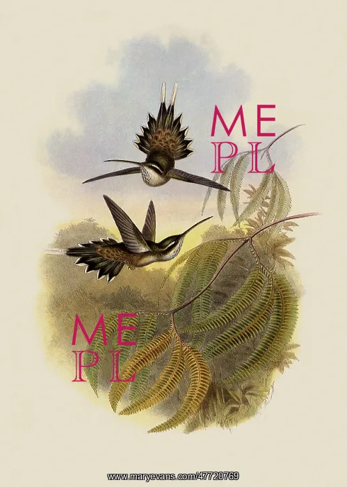 : Pallid Hermit, PhaEothornis Anthophilus : Pallid Hermit, PhaEothornis Anthophilus