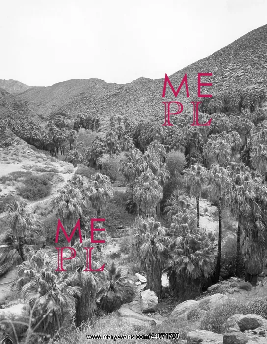 : PALM CANYON : PALM CANYON
