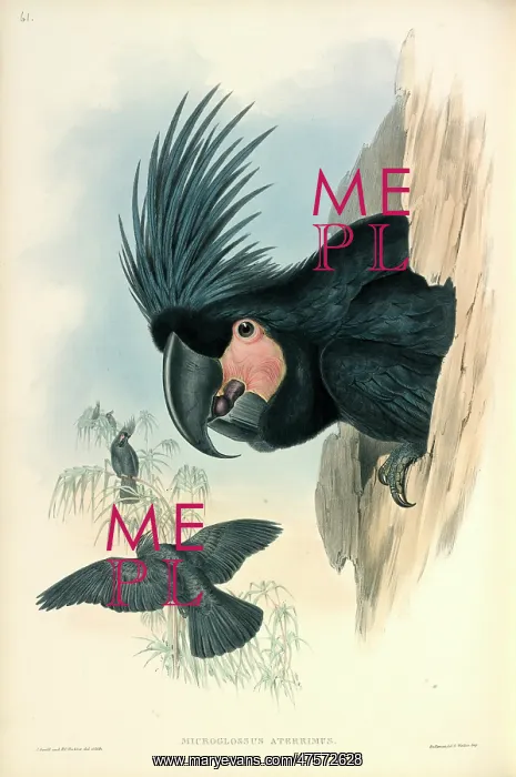 : Palm Cockatoo : Palm Cockatoo