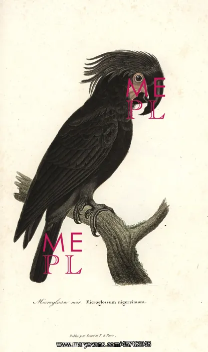 : Palm cockatoo, Probosciger aterrimus : Palm cockatoo, Probosciger aterrimus