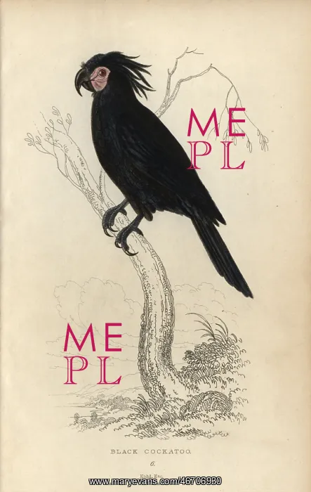 : Palm cockatoo, Probosciger aterrimus : Palm cockatoo, Probosciger aterrimus