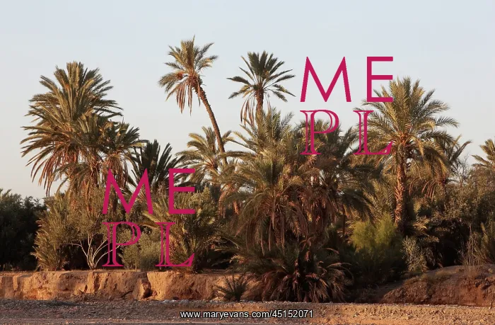 : Palm grove, Skoura oasis, Morocco : Palm grove, Skoura oasis, Morocco