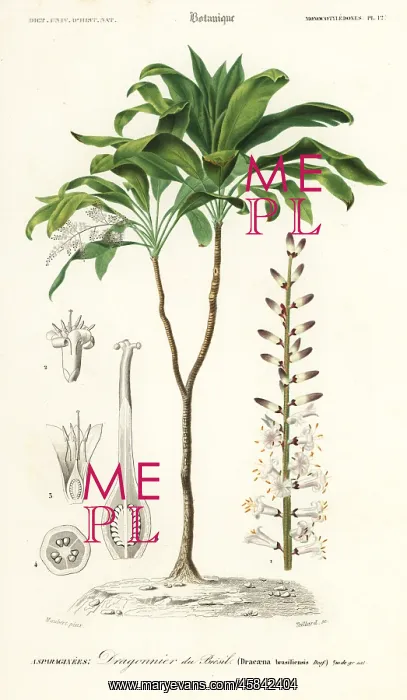 : Palm lily, Cordyline fruticosa : Palm lily, Cordyline fruticosa