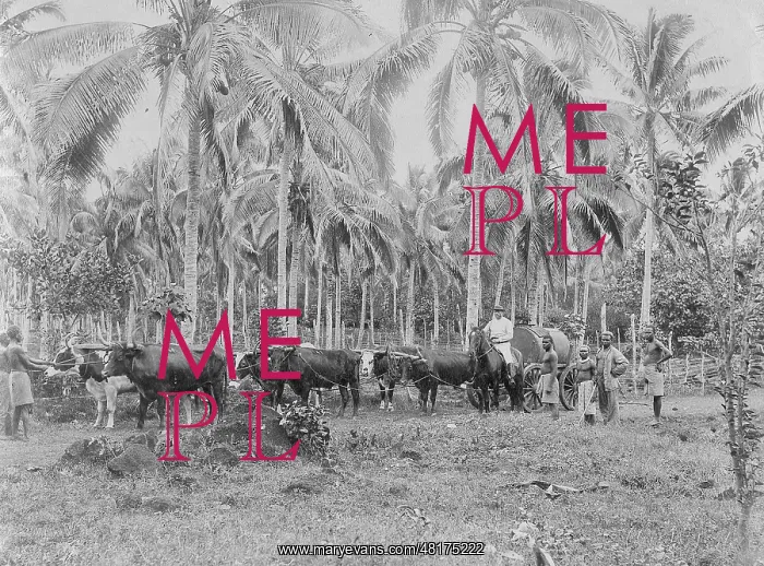 : Palm plantation in Samoa, 1903 : Palm plantation in Samoa, 1903