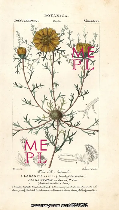 : Palm Springs daisy, Cladanthus arabicus : Palm Springs daisy, Cladanthus arabicus