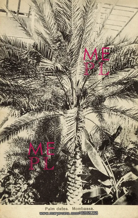  : Palm Tree - Dates - Mombassa, Kenya