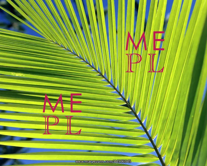 : Palm Tree Frond Close-Up : Palm Tree Frond Close-Up