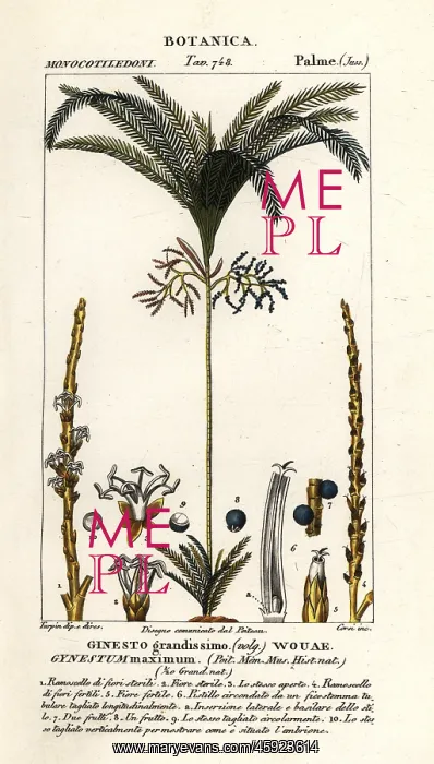  : Palm tree, Geonoma maxima