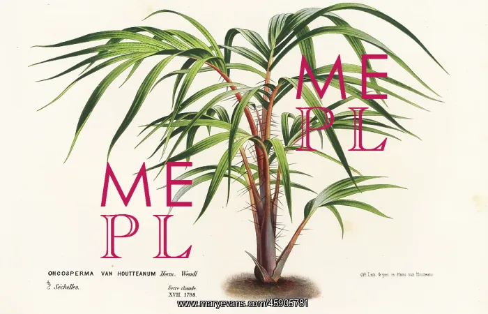 : Palm tree, Nephrosperma vanhoutteanum : Palm tree, Nephrosperma vanhoutteanum