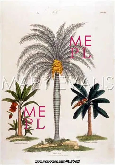 : PALM TREE & PLANTAIN : PALM TREE & PLANTAIN