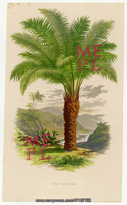  : PALM TREE SAGO 19C