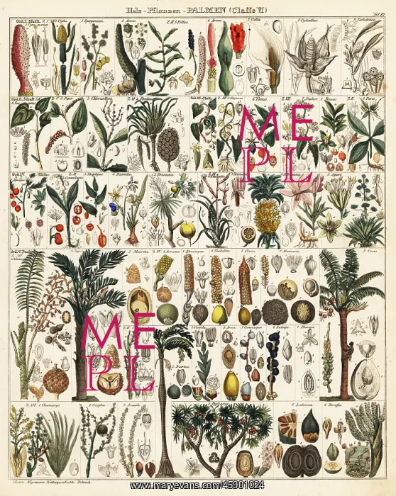 : Palm tree species : Palm tree species