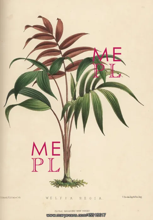 : Palm tree, Welfia regia : Palm tree, Welfia regia