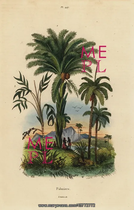 : Palm trees : Palm trees
