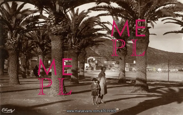  : Palm trees on the beach at Oran, NW Algeria