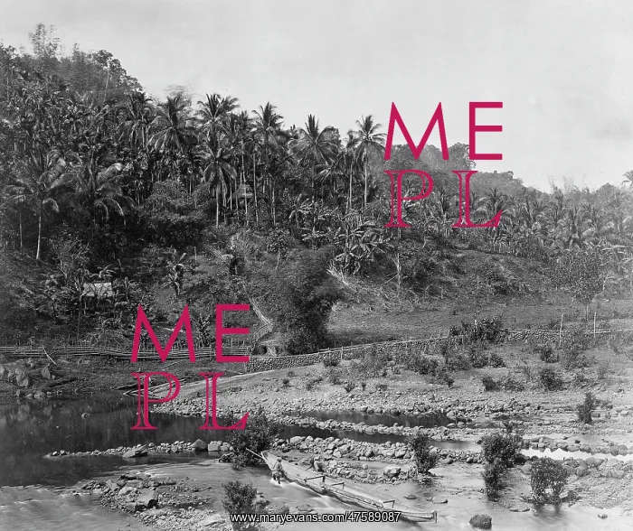 : Palm trees. Fiji : Palm trees. Fiji
