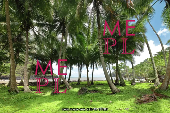 : Palm trees, North coast, Hiva Oa, Marquesas Islands : Palm trees, North coast, Hiva Oa, Marquesas Islands