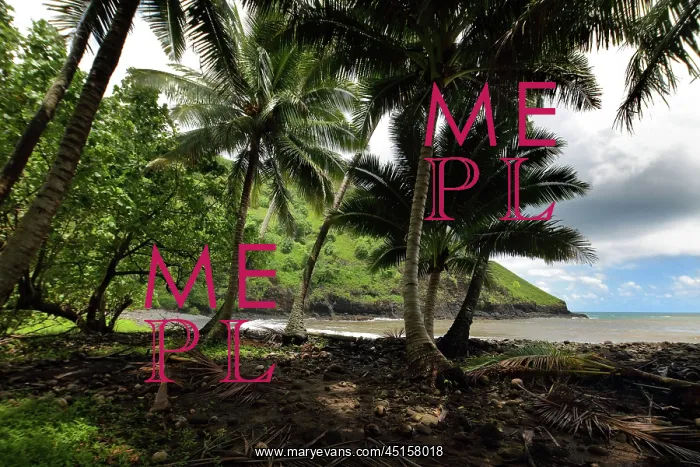 : Palm trees, North coast, Hiva Oa, Marquesas Islands : Palm trees, North coast, Hiva Oa, Marquesas Islands