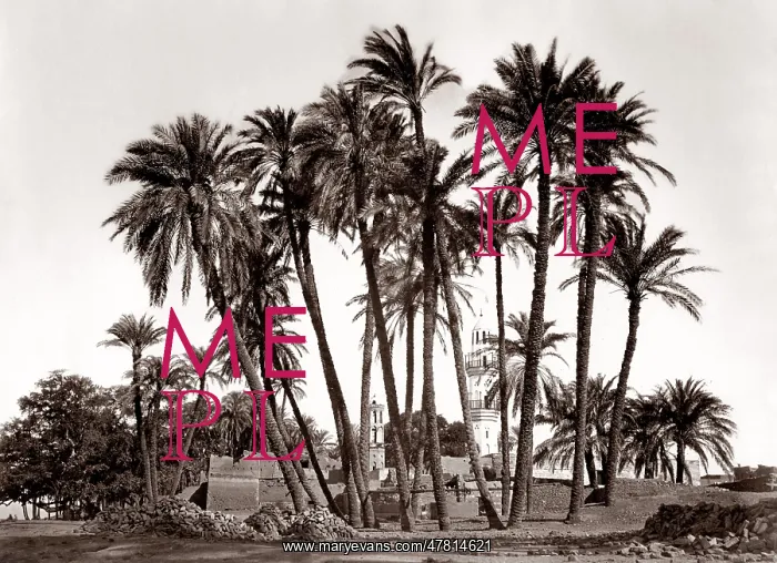  : Palm trees of Sheik Abaddeh, Antinopolis, Egypt