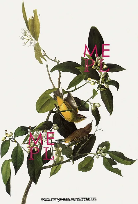  : Palm Warbler, Dendroica palmarum