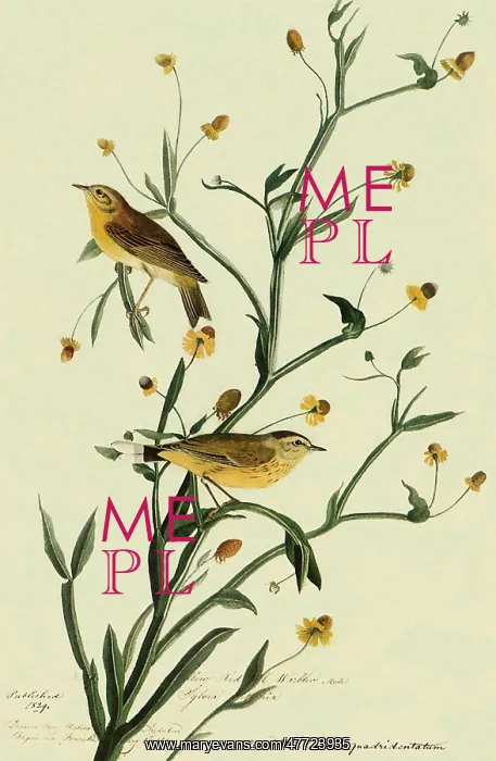  : Palm Warbler, Dendroica palmarum