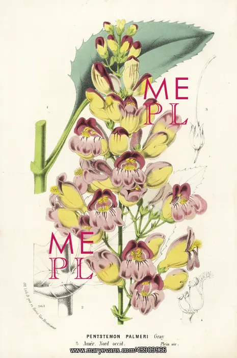 : Palmer's penstemon, Penstemon palmeri : Palmer's penstemon, Penstemon palmeri