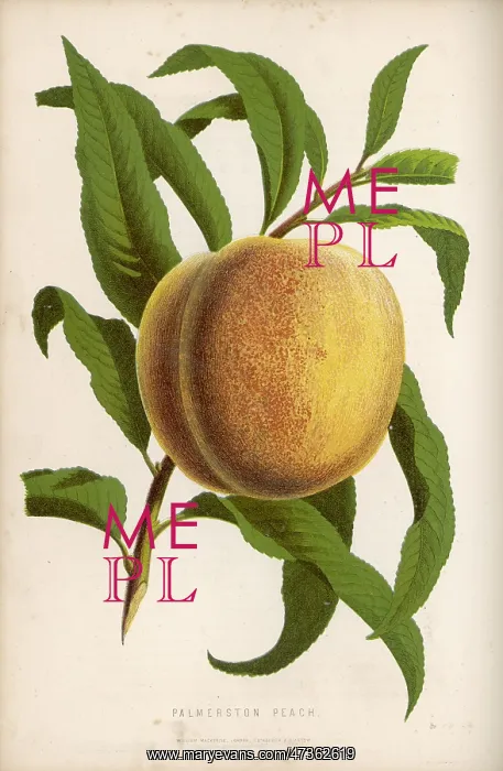  : PALMERSTON PEACH