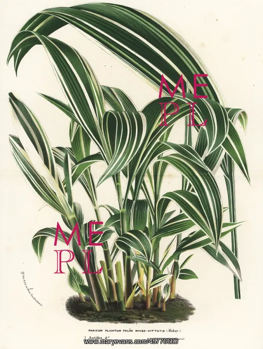 : Palmgrass, Setaria palmifolia : Palmgrass, Setaria palmifolia