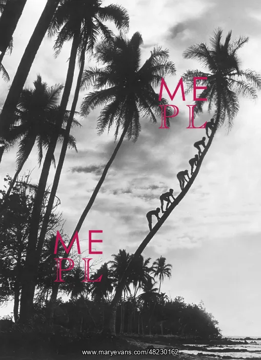 : Palms on Hawaii, 1930s : Palms on Hawaii, 1930s