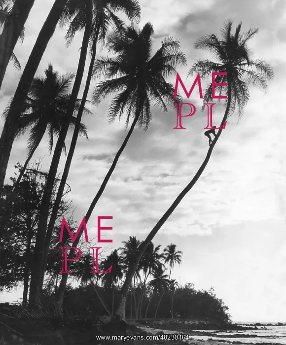 : Palms on Hawaii, 1930s : Palms on Hawaii, 1930s