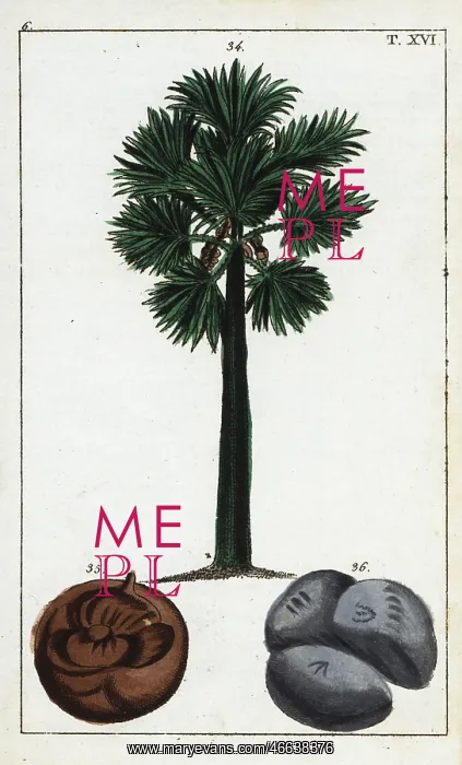 : Palmyra palm, Borassus flabellifer : Palmyra palm, Borassus flabellifer