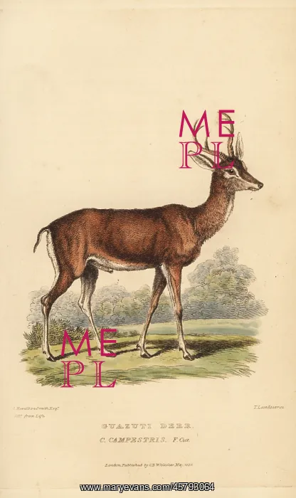 : Pampas deer, Ozotoceros bezoarticus : Pampas deer, Ozotoceros bezoarticus