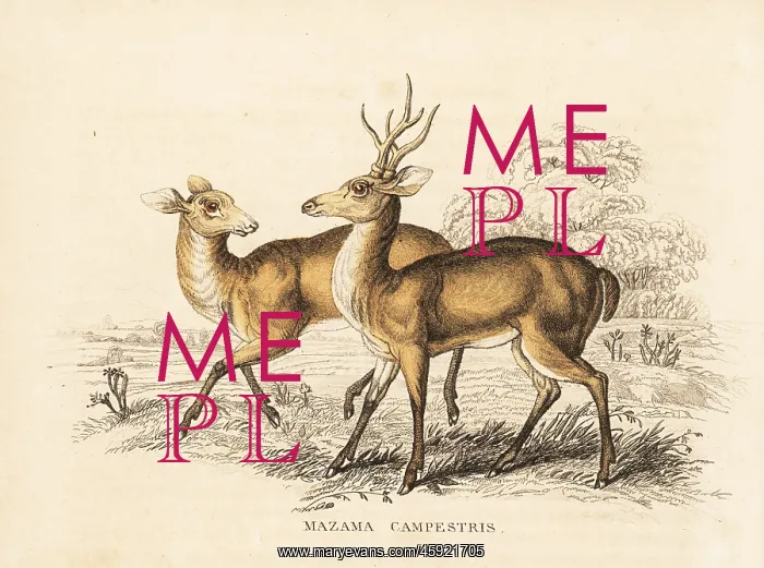 : Pampas deer, Ozotoceros bezoarticus : Pampas deer, Ozotoceros bezoarticus